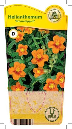 Helianthemum 'Bronzeteppich'