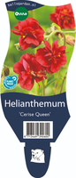 Helianthemum Cerise Queen P11