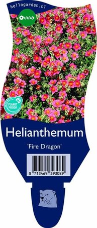 Helianthemum 'Fire Dragon'