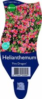 Helianthemum 'Fire Dragon'