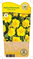 Helianthemum 'Golden Queen'