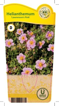 Helianthemum 'Lawrenson's Pink'