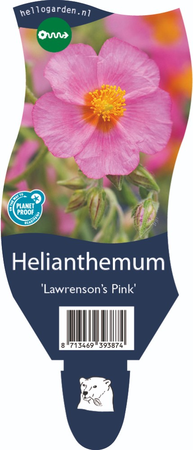 Helianthemum 'Lawrenson's Pink'