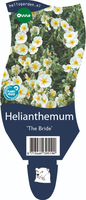 Helianthemum 'The Bride'