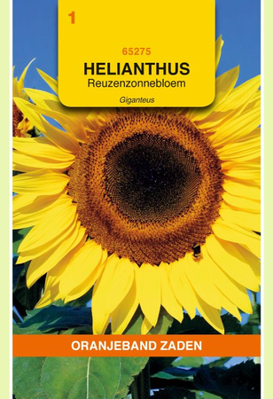 Helianthus annuus uniflorus giga 4g - afbeelding 1
