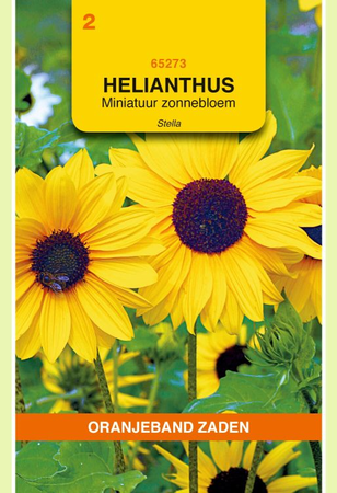 Helianthus stella mini.zonneblm 1g - afbeelding 1