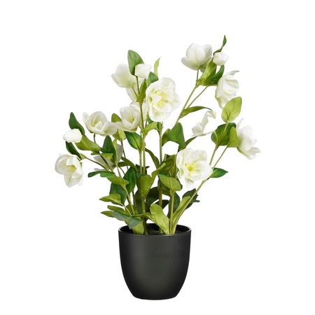 Helleborus in pot d26h50cm creme