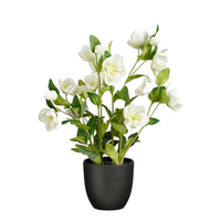 Helleborus in pot d26h50cm creme