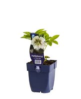 Helleborus or. 'White Lady'