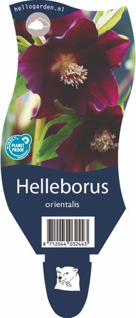 Helleborus orientalis P11