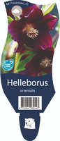 Helleborus orientalis P11