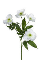 Helleborussteel l75cm wit