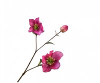 Helleborustak l65cm lavendel