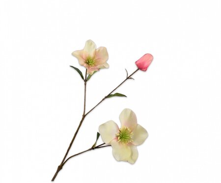 Helleborustak l65cm perzik/groen