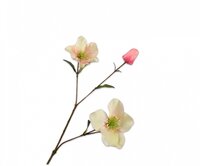 Helleborustak l65cm perzik/groen