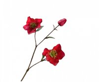 Helleborustak l65cm rood