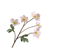 Helleborustak l77cm creme/roze