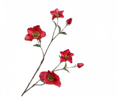 Helleborustak l94cm beauty