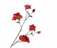 Helleborustak l94cm beauty