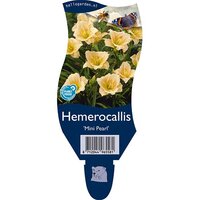 Hemerocallis 'Mini Pearl'