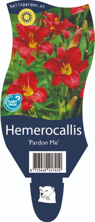 Hemerocallis Pardon Me P11