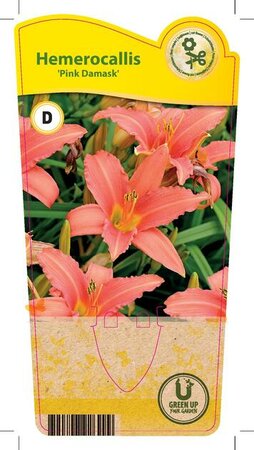 Hemerocallis 'Pink Damask'