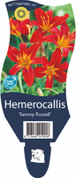 Hemerocallis 'Sammy Russell'