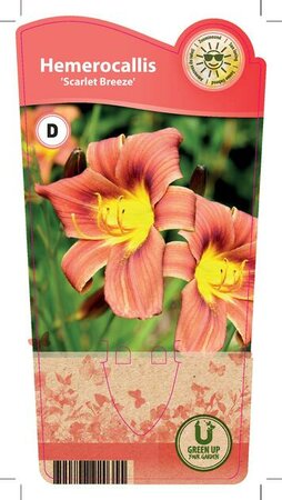 Hemerocallis 'Scarlet Breeze'