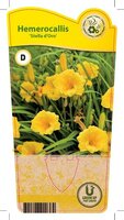 Hemerocallis 'Stella d'Oro'