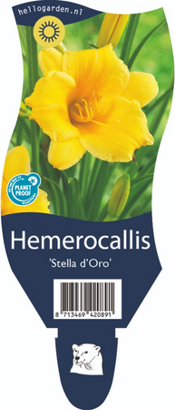 Hemerocallis 'Stella de Oro'