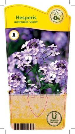 Hesperis matronalis 'Violet'