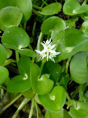 Heternantera reniformis