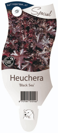 Heuchera 'Black Sea'