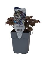 Heuchera 'Flores Snow'