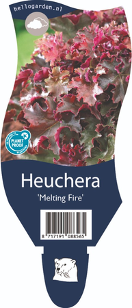 Heuchera 'Melting Fire'
