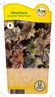 Heuchera mic. 'Palace Purple'
