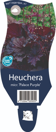Heuchera mic. 'Palace Purple'
