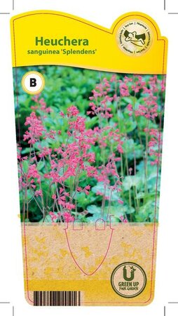 Heuchera san. 'Splendens'