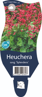Heuchera sang. Splendens P11