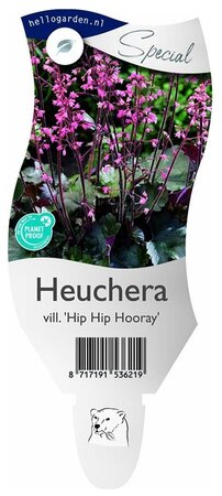 Heuchera vil. 'Hip Hip Hooray'