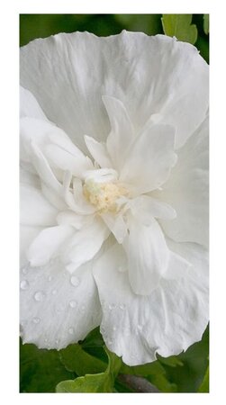 Hibiscus syr. 'White Chiffon'