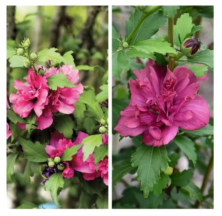 Hibiscus syriacus