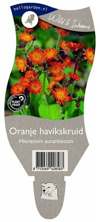 Hieracium aurantiacum