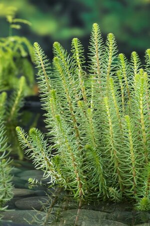 Hippuris vulgaris - afbeelding 1