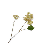 Hortenisasteel l71cm lichtgroen