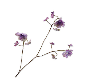 Hortenisasteel l75cm lila/paars