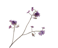 Hortenisasteel l75cm lila/paars