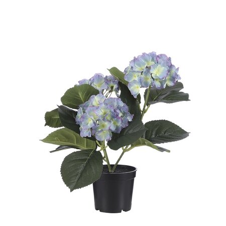 Hortensia in pot d20cm licht blauw (Zijde-plant)
