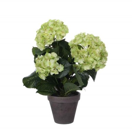Hortensia in pot d35h40cm groen (Zijde-plant)