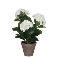 Hortensia in pot d35h40cm wit (Zijde-plant)